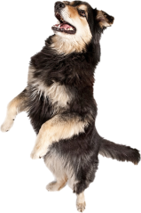 dog dancing we no speak americano